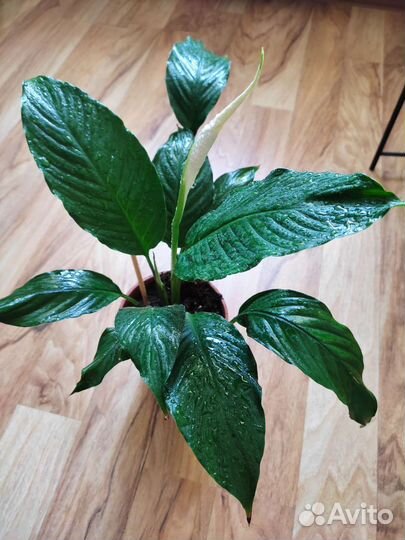 Спатифиллум