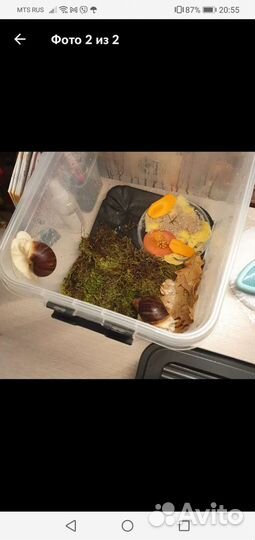 Террариумы разные, для рептилий насекомых тп