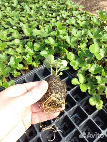 Рассада клубники