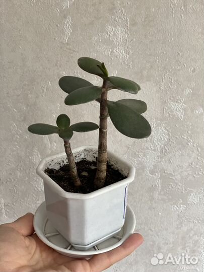 Толстянка (денежное дерево)