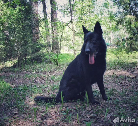 Овчврка метис в дар