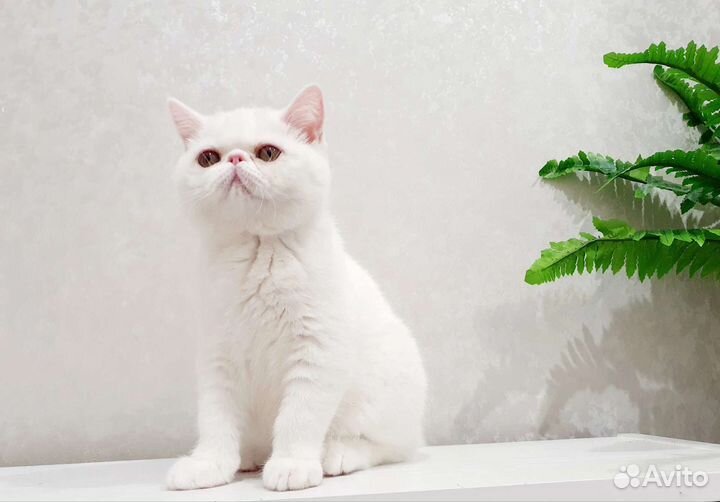 Шикарная кошка экзот