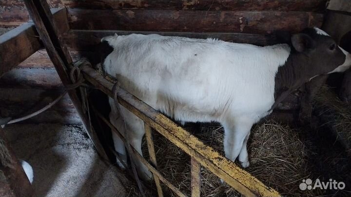 Телёнок тёлочка