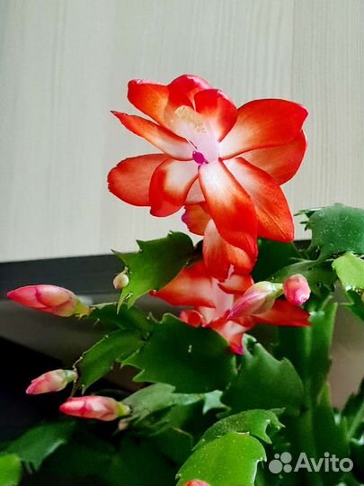 Декабрист (шлюмбергера) бело-оранжевый