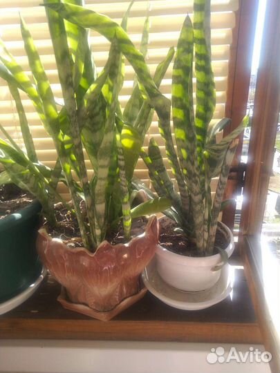 Фикус и щучий хвост