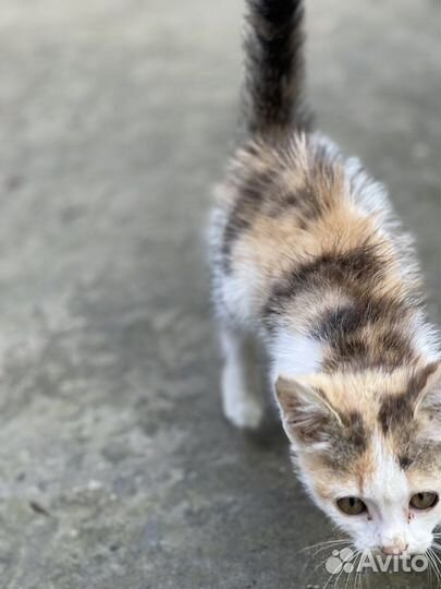 Котята в добрые руки бесплатно