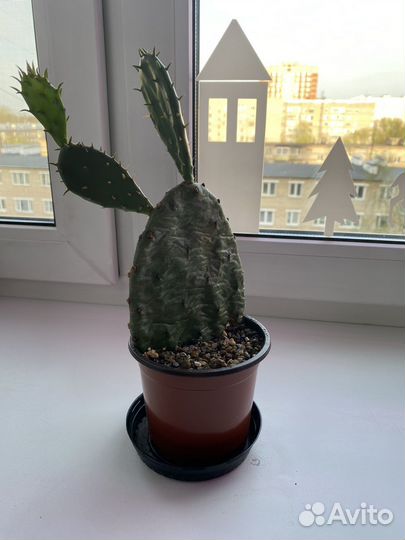 Кактус опунция