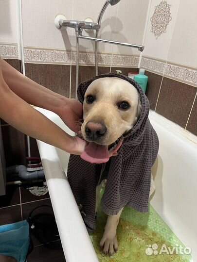 Передержка, выгул собак