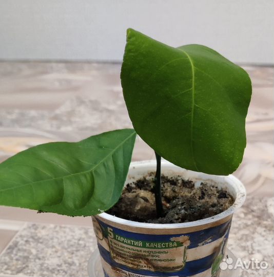 Лимоны комнатные