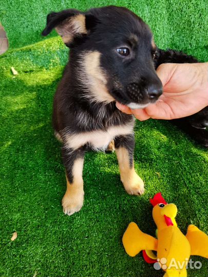 Собака щенок Варька помесь с овчаркой