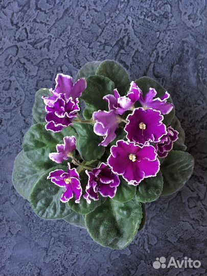 Молодая цветущая фиалка ав-Просто космос (спорт)