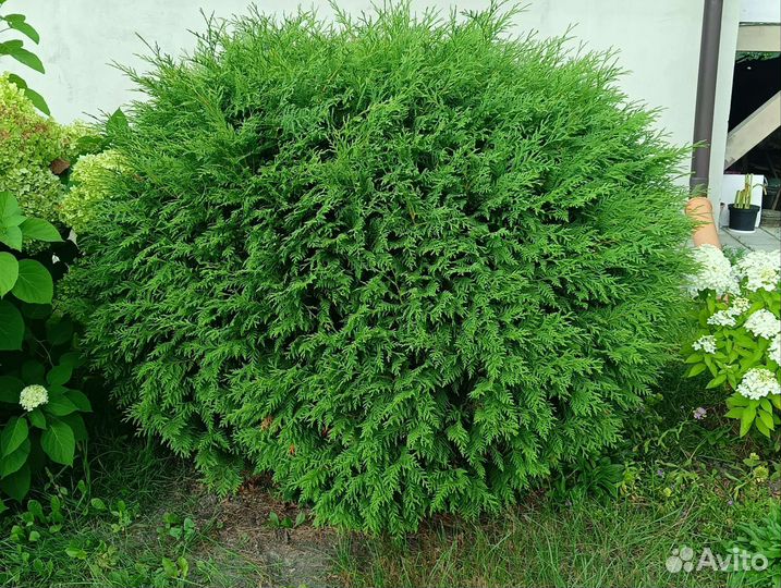 Саженцы туи