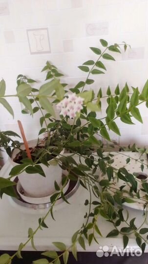 Хойя Белла Черенки на Срез