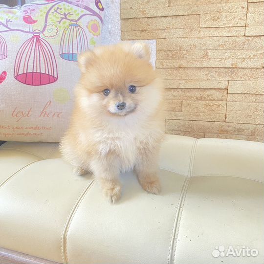 Шпице мишки