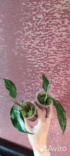 Спатифиллумы