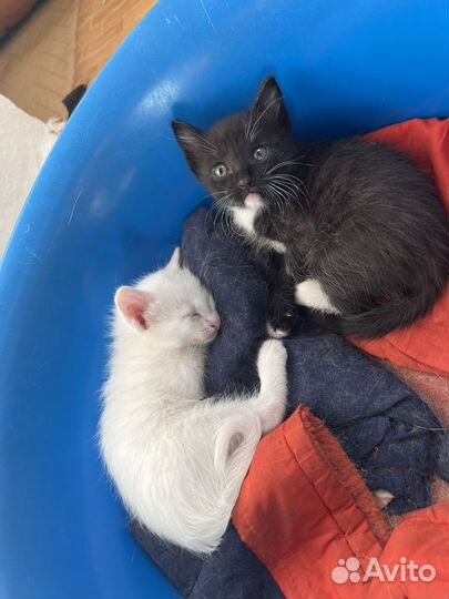 Котята 2 мес