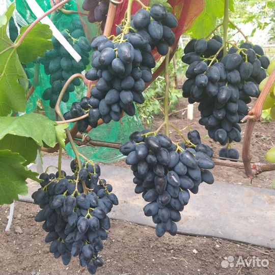 Саженцы и черенки винограда на осень 2023г