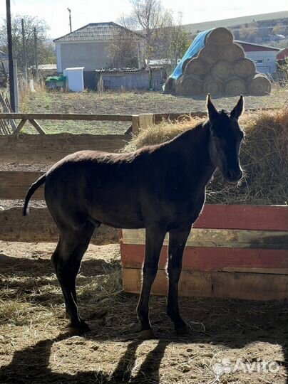 Жеребчик самоход