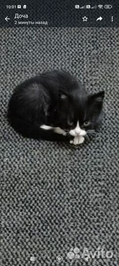 Котенок