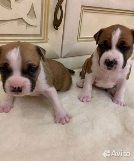 Щенки американского стаффорда