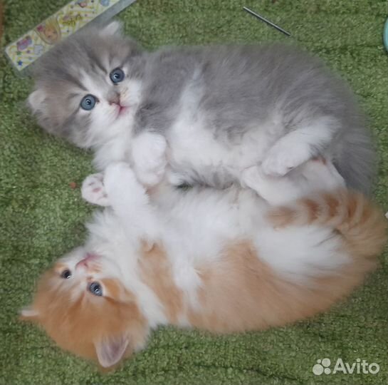 Продажа шотландских котят