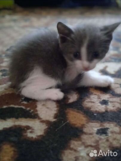 Котята в добрые руки бесплатно