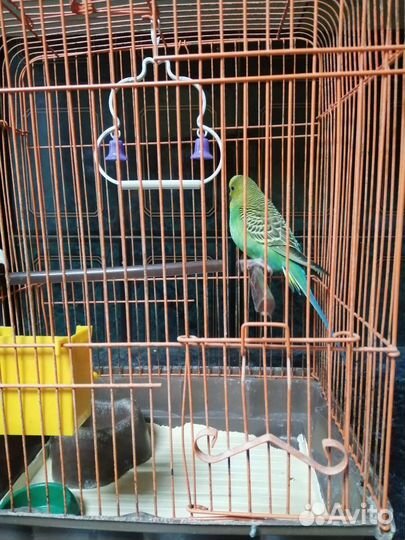 Волнистый попугай с клеткой