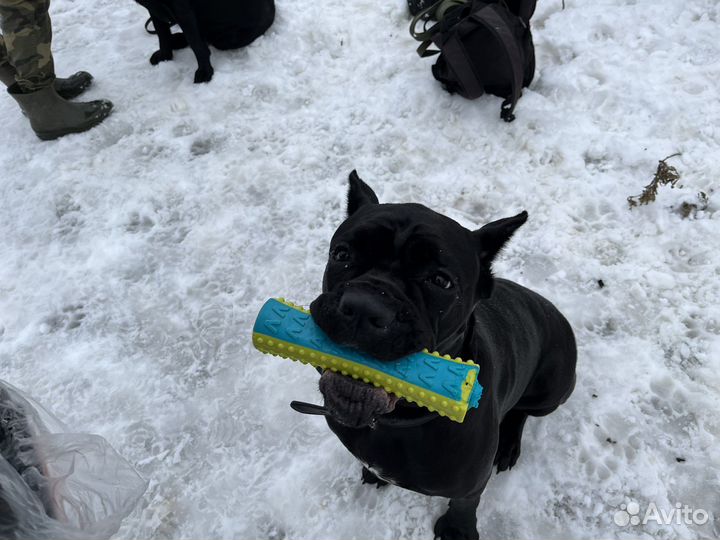 Набор в группу по дрессировке собак