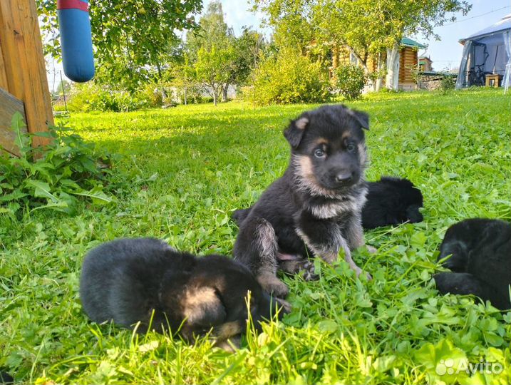 Щенки немецкой овчарки элитные