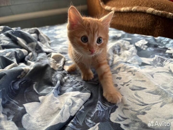 Рыжий котенок