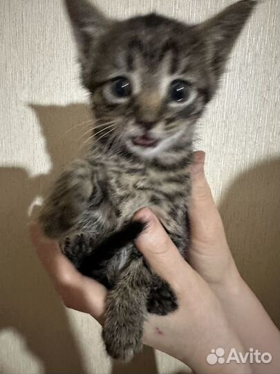 Котята в добрые руки мальчики