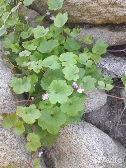 Многолетники: энотера, хосты