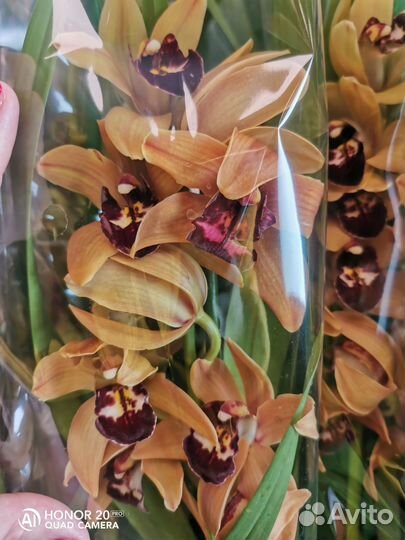 Цимбидиум ароматные 14 горшок