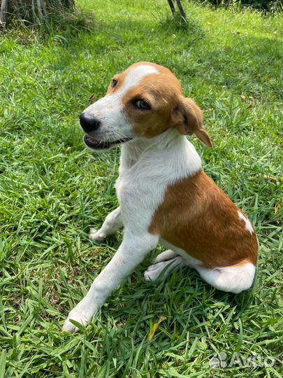 Собаки бесплатно в добрые руки щенки