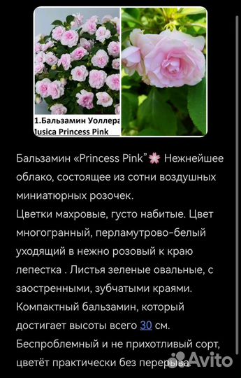 Бальзамины сортовые 11 шт. набором