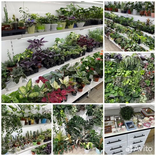 Комнатные цветы растения с доставкой