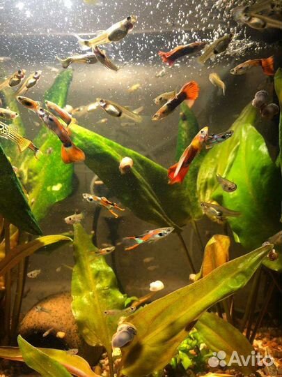 Гуппи эндлера