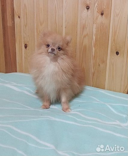 Шпиц мальчик