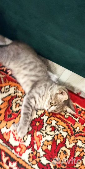 Котенок девочка