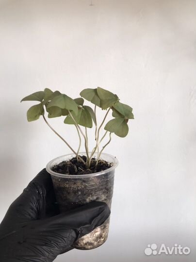 Кислица Оксалис Дороти Чао корея