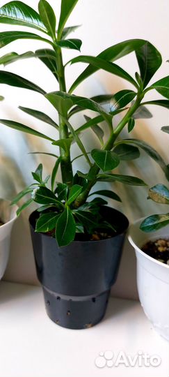 Адениум / Dorset horn medusa