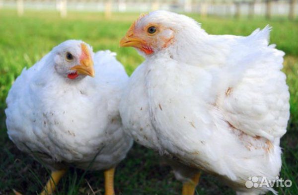 Бройлер суточный