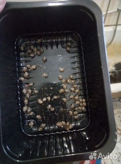 Улитки Ахатин