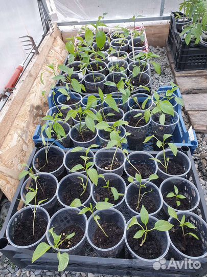 Перец острый