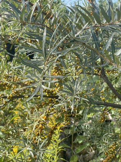 Участок 6,7 сот. (СНТ, ДНП)