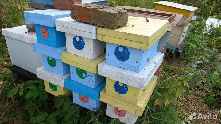 Микронуклеус для маток