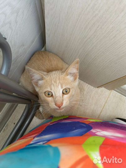 Рыжий котенок