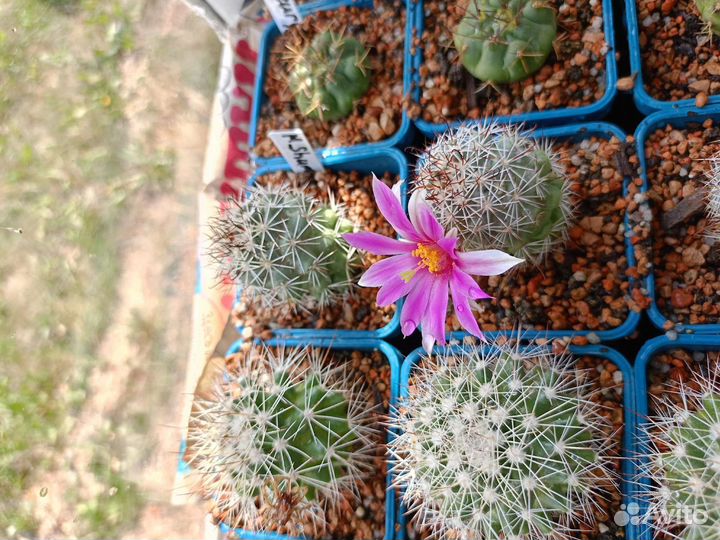 Кактусы и суккуленты