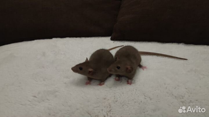 Крысята дамбо домашнего разведения