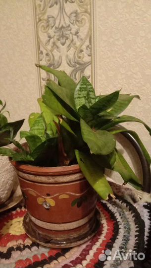 Сансевиерия